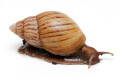 Lissachatina craveni adult